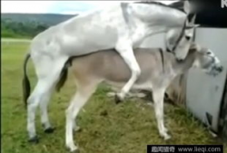 驴马交配视频,罕见交配视频背后的科学之谜