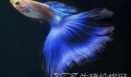 孔雀鱼生小鱼的视频,见证小鱼诞生全过程